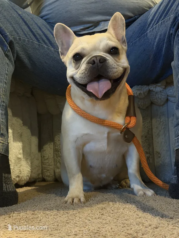 Pancake  – French Bulldog puppy for sale in Poolville, TX