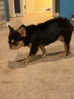 Dutchess , a female French Bulldog for sale in Poolville, TX – 2 of 4
