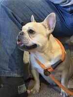 Pancake , a female French Bulldog for sale in Poolville, TX – 4 of 5