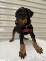 Pink Collar , a female Doberman Pinscher for sale in Poolville, TX – 3 of 4