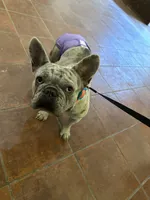 Frenchie , a female French Bulldog for sale in Poolville, TX – 2 of 6