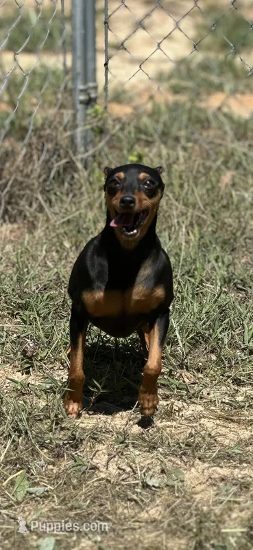 Shay – Miniature Pinscher puppy for sale in Poolville, TX