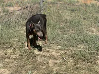Fiona, a female Miniature Pinscher for sale in Poolville, TX – 4 of 4
