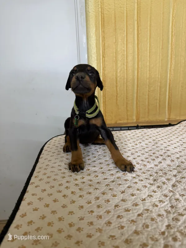 Green Collar – Doberman Pinscher puppy for sale in Poolville, TX