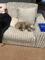 Frenchie , a female French Bulldog for sale in Poolville, TX – 6 of 6