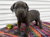 Black Collar, a male Cane Corso for sale in Poolville, TX – 2 of 3