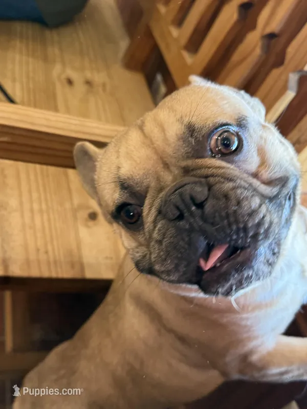 Dozer , a male French Bulldog for sale in Poolville, TX – Photo 1 of 3