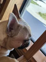 Dozer , a male French Bulldog for sale in Poolville, TX – Photo 2 of 3