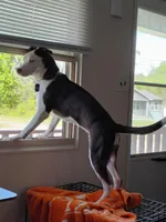 Waylon, a male Siberian Husky and American Pit Bull Terrier for sale in Cookeville, TN – Photo 2 of 3