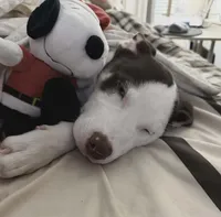 Waylon, a male Siberian Husky and American Pit Bull Terrier for sale in Cookeville, TN – Photo 3 of 3