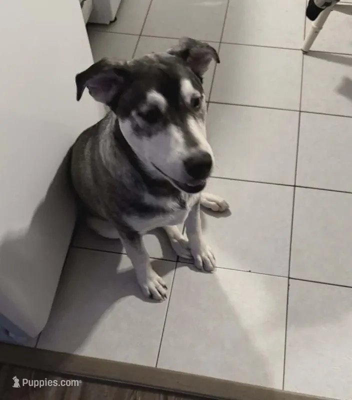 Dakota  – Siberian Husky, Labrador Retriever puppy for sale in Cookeville, TN