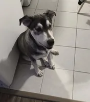 Dakota , a male Siberian Husky and Labrador Retriever for sale in Cookeville, TN – Photo 1 of 2