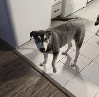 Dakota , a male Siberian Husky and Labrador Retriever for sale in Cookeville, TN – Photo 2 of 2