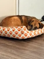 Duke, a male Australian Cattle Dog and Labrador Retriever for sale in Cookeville, TN – Photo 2 of 4