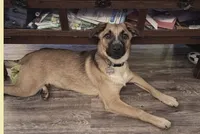 Duke, a male Australian Cattle Dog and Labrador Retriever for sale in Cookeville, TN – Photo 3 of 4