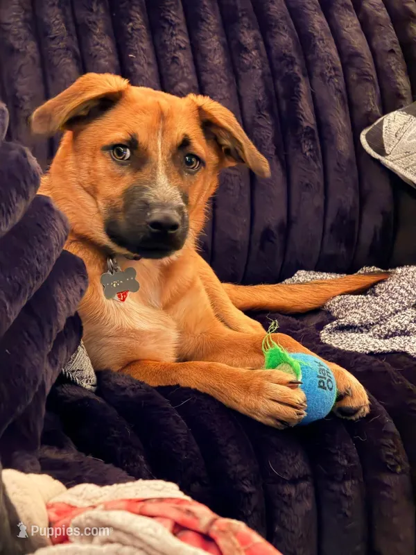 Duke – Australian Cattle Dog, Labrador Retriever puppy for sale in Cookeville, TN