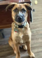 Duke, a male Australian Cattle Dog and Labrador Retriever for sale in Cookeville, TN – Photo 4 of 4
