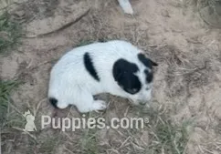 SPOT – Australian Cattle Dog puppy for sale in Emory, TX