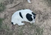SPOT, a male Australian Cattle Dog for sale in Emory, TX – 1 of 1