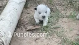 Snoopy – Australian Cattle Dog puppy for sale in Emory, TX