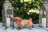 Junior, a male Cavalier King Charles Spaniel for sale in Pittsburgh, PA – 3 of 8