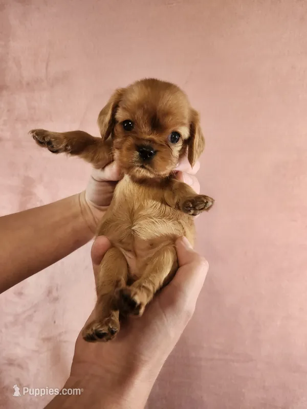 Precious – Cavalier King Charles Spaniel puppy for sale in Pittsburgh, PA