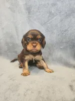 Buddy, a male Cavalier King Charles Spaniel for sale in Pittsburgh, PA – 2 of 3