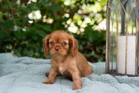 Junior, a male Cavalier King Charles Spaniel for sale in Pittsburgh, PA – 1 of 8
