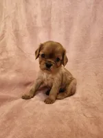 Precious, a female Cavalier King Charles Spaniel for sale in Pittsburgh, PA – 2 of 3