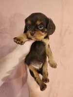 Pearl, a female Cavalier King Charles Spaniel for sale in Pittsburgh, PA – 1 of 3
