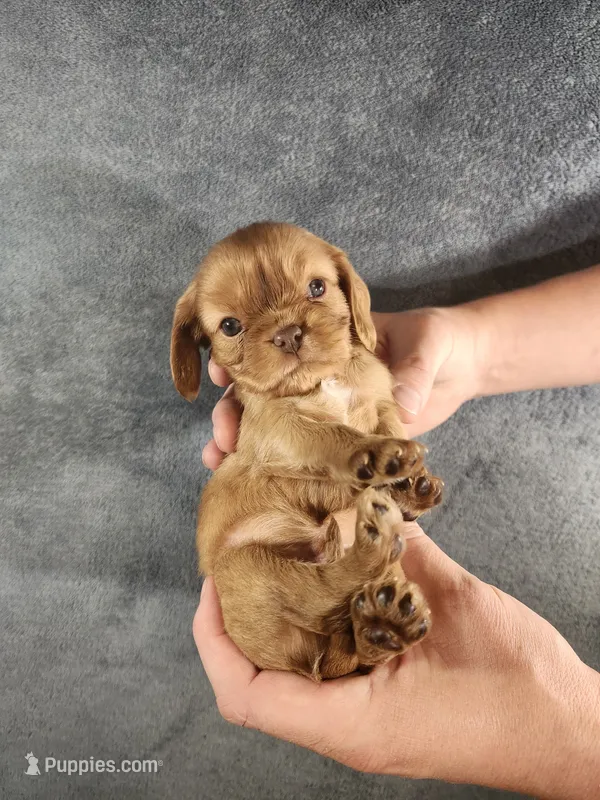 Lil Jay-Jay – Cavalier King Charles Spaniel puppy for sale in Pittsburgh, PA