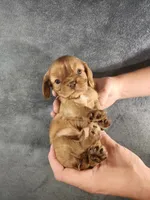 Lil Jay-Jay, a male Cavalier King Charles Spaniel for sale in Pittsburgh, PA – 1 of 3