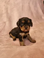 Pearl, a female Cavalier King Charles Spaniel for sale in Pittsburgh, PA – 2 of 3