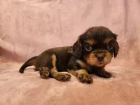 Tootsie, a female Cavalier King Charles Spaniel for sale in Pittsburgh, PA – 3 of 3