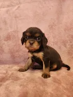 Tootsie, a female Cavalier King Charles Spaniel for sale in Pittsburgh, PA – 2 of 3