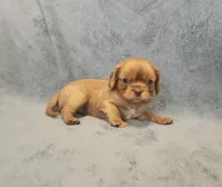 Lil Jay-Jay, a male Cavalier King Charles Spaniel for sale in Pittsburgh, PA – 3 of 3