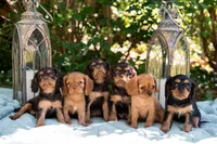 Junior, a male Cavalier King Charles Spaniel for sale in Pittsburgh, PA – 8 of 8