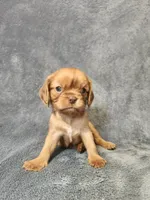 Lil Jay-Jay, a male Cavalier King Charles Spaniel for sale in Pittsburgh, PA – 2 of 3