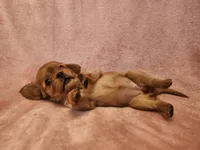 Precious, a female Cavalier King Charles Spaniel for sale in Pittsburgh, PA – 3 of 3