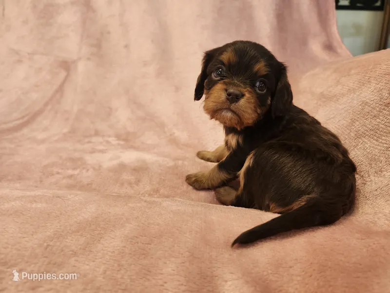 Pearl – Cavalier King Charles Spaniel puppy for sale in Pittsburgh, PA