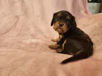 Pearl, a female Cavalier King Charles Spaniel for sale in Pittsburgh, PA – 3 of 3