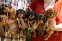 Junior, a male Cavalier King Charles Spaniel for sale in Pittsburgh, PA – 7 of 8