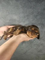 Buddy, a male Cavalier King Charles Spaniel for sale in Pittsburgh, PA – 1 of 3