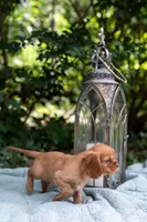Junior, a male Cavalier King Charles Spaniel for sale in Pittsburgh, PA – 2 of 8
