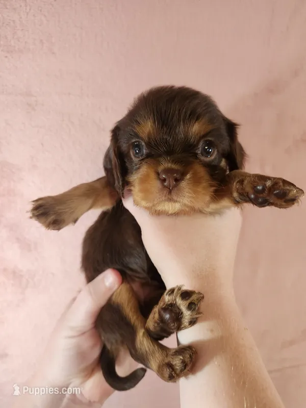 Tootsie – Cavalier King Charles Spaniel puppy for sale in Pittsburgh, PA
