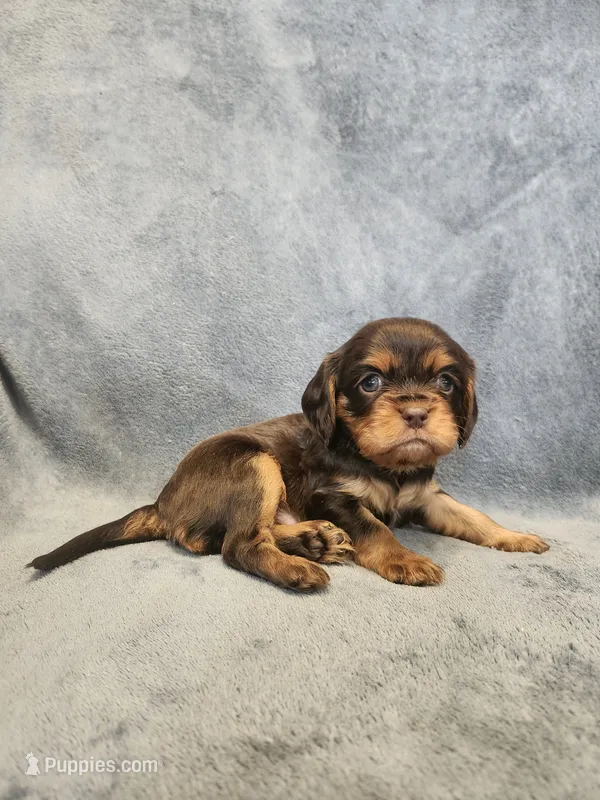 Buddy – Cavalier King Charles Spaniel puppy for sale in Pittsburgh, PA