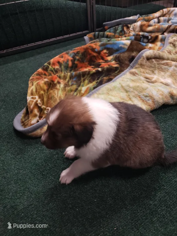 BB  (Boss Baby) – Shetland Sheepdog puppy for sale in Quincy, IL