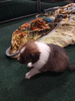BB  (Boss Baby), a male Shetland Sheepdog for sale in Quincy, IL – Photo 1 of 4