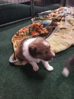 BB  (Boss Baby), a male Shetland Sheepdog for sale in Quincy, IL – Photo 3 of 4