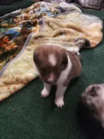 BB  (Boss Baby), a male Shetland Sheepdog for sale in Quincy, IL – Photo 4 of 4